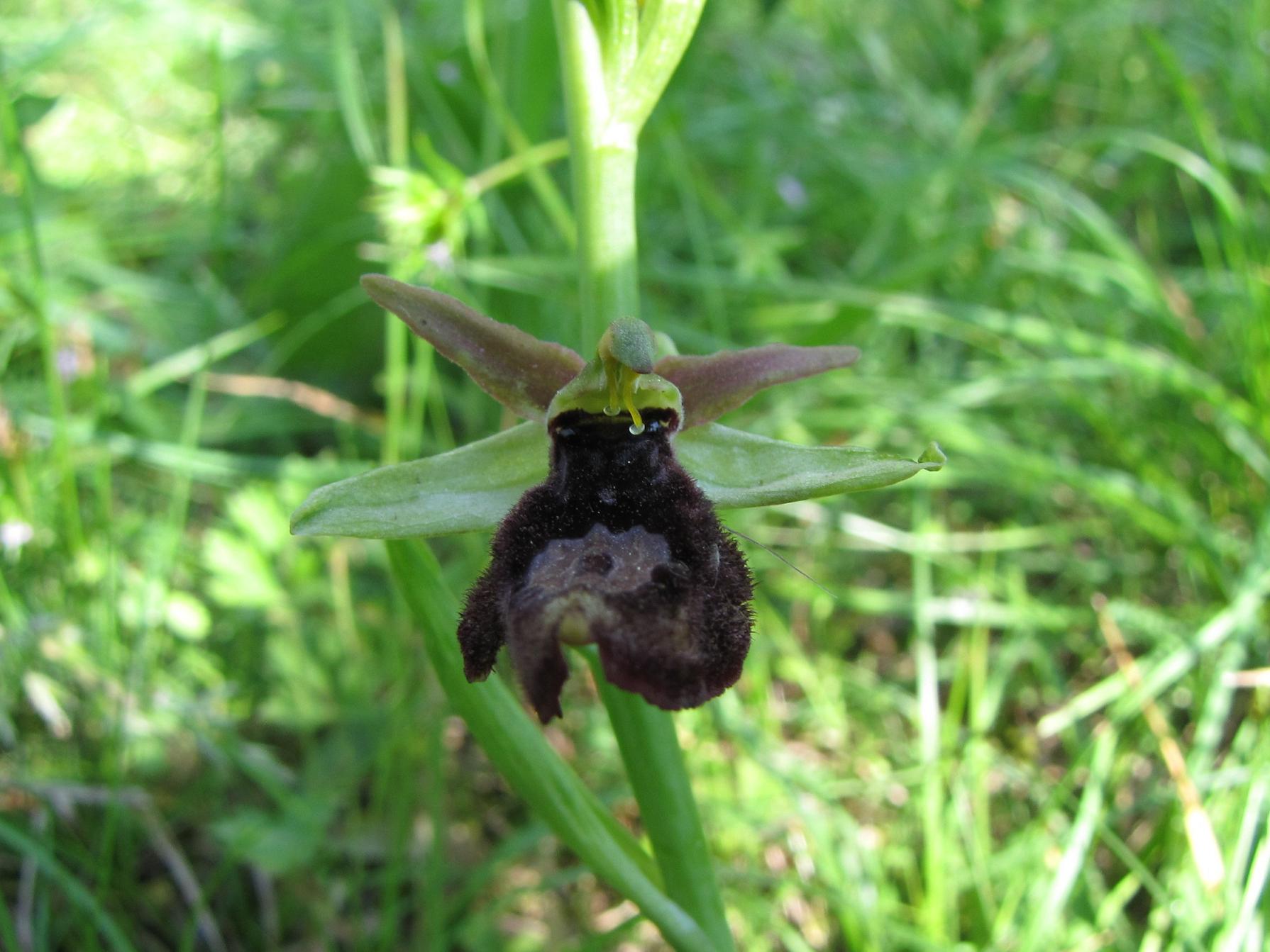 Ophrys x  ( benacensis x sphegodes )